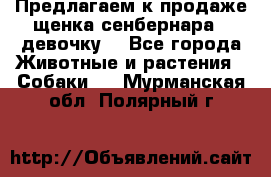 Предлагаем к продаже щенка сенбернара - девочку. - Все города Животные и растения » Собаки   . Мурманская обл.,Полярный г.